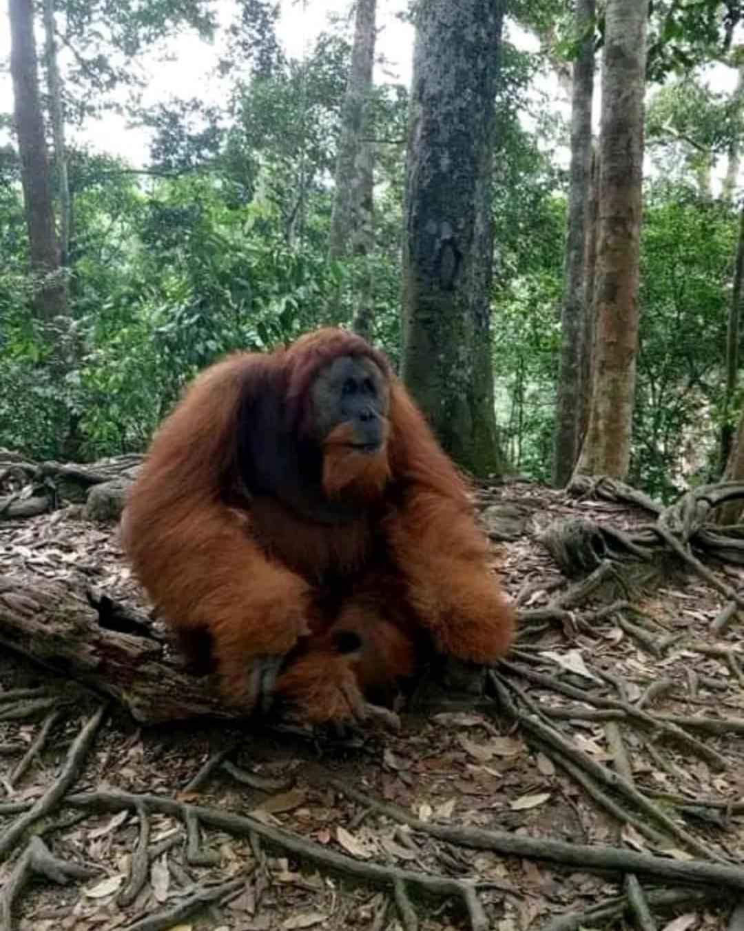 武吉拉旺棕竹山林小屋 外观 照片