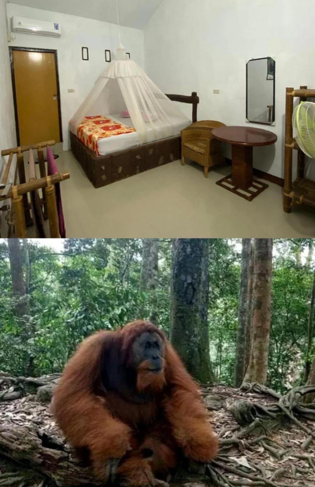 武吉拉旺棕竹山林小屋 外观 照片