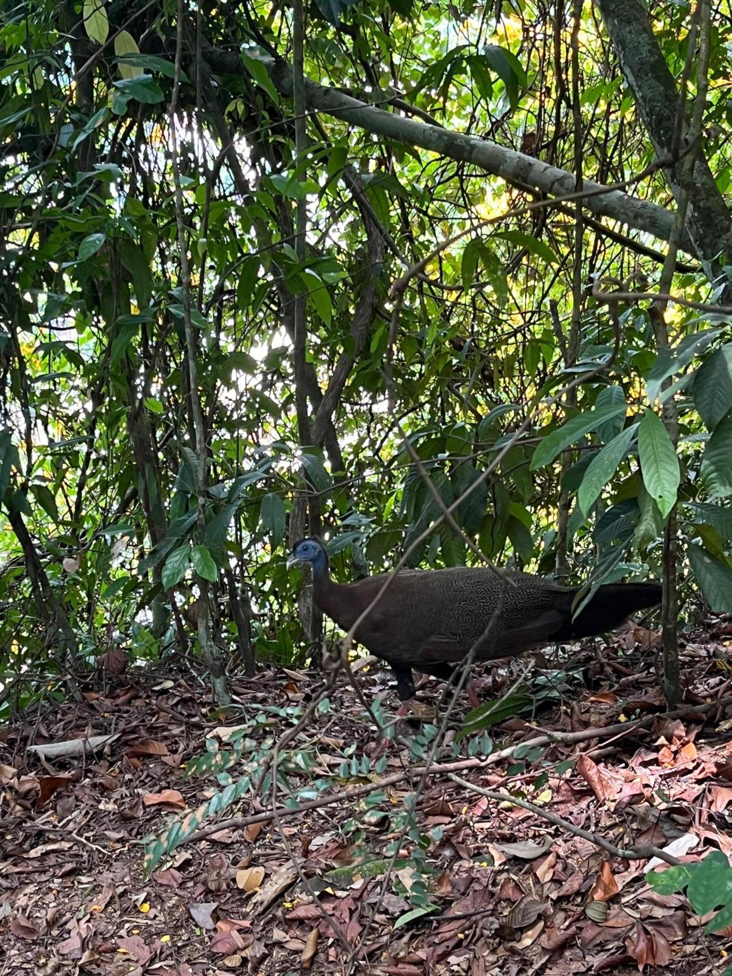 武吉拉旺棕竹山林小屋 外观 照片